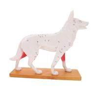 HOUDERCO Canine Acupuncture Model with Detailed Color-coded Points for Veterinary Teaching Dog Body Anatomy Display for Medical Students and Practitioners Animal Acupuncture Point Study Aid
