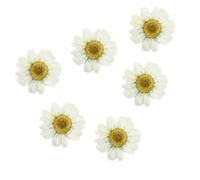 HOUDERCO Dried Daisy Flowers at Holiday Functions White 12pcs Beautiful and Lifelike Pressed Flowers for DIY Crafts and Handmade Bookmarks for Photo Frame and Album Frame Decoration