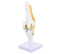 HOUDERCO Life Size Human Skeleton Model Knee Joint Simulation Model 6.68x5.70x11.59 Inch Pvc Plastic Demonstrates Anteversion Rotation Extension for Laboratory Supplies and Patient