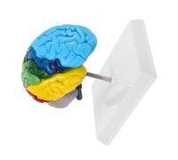 HOUDERCO Scale Right Hemisphere Brain Model for Human Anatomy Education Color-labeled Anatomy Display for Medical Students and Science Teaching