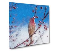 House Finch Bird Canvas Print | Gallery Wrapped 30mm Frame Wall Art | 14x14 inches | Ready to Hang | Modern Animals Picture | Living Room Bedroom Lounge Office