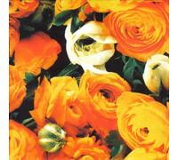 House - No More Apologies