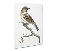 House Sparrow By George Shaw Canvas Print | Gallery Wrapped 30mm Frame Wall Art | 20x14 inches | Ready to Hang | Retro Animals Picture | Living Room Bedroom Lounge Office