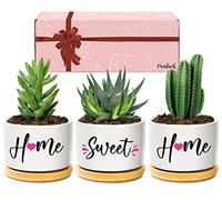 House Warming Gifts for New Homeowners: Cute Succulent Pots & Sweet Home Presents for Couples, Friends, or Women - Perfect for Christmas or Anniversary