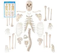 Houseables Disarticulated Human Skeleton, Full Unassembled Anatomical Model, Life Sized, 62 Inch Height, Plastic, w/Poster, Skull, Bones, Articulated Hand & Foot, Study of Skeletal System,