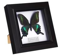 Housoutil Butterfly Shadow Box, Butterfly Specimens in Shadow Box, Blue Morpho Butterfly Framed and Mounted in Black Display for Wall Shelf or Table Display