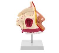 Housoutil Human Nasal Cavity Anatomy Model for Desk with Plastic and Metal Construction, Anatomical Visualization and Tactile Recognition Tool for Clinical Settings and Anatomy Classroom