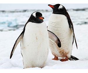 How Animals Adapt to Ocean Temperatures