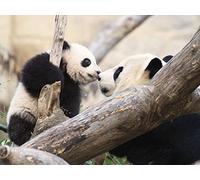 How Animals Raise Their Young