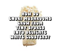 How Do Enoki Mushrooms Grow From Tiny Spores Into Delicate White Clusters?