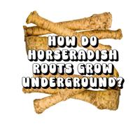 How Do Horseradish Roots Grow Underground?