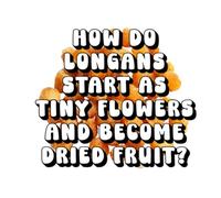 How Do Longans Start as Tiny Flowers and Become Dried Fruit?