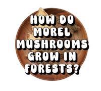 How Do Morel Mushrooms Grow in Forests?