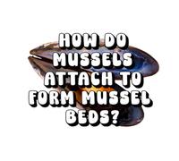 How Do Mussels Attach to Form Mussel Beds?