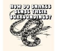 How Do Snakes Sense Their Surroundings?