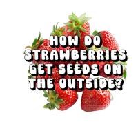 How Do Strawberries Get Seeds on the Outside?