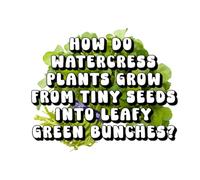 How Do Watercress Plants Grow From Tiny Seeds Into Leafy Green Bunches?