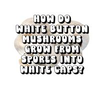 How Do White Button Mushrooms Grow from Spores into White Caps?