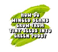 How Do Winged Beans Grow From Tiny Seeds Into Green Pods?