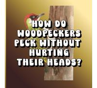 How Do Woodpeckers Peck Without Hurting Their Heads?