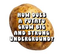 How Does a Potato Grow Big and Strong Underground?