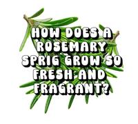 How Does a Rosemary Sprig Grow so Fresh and Fragrant?