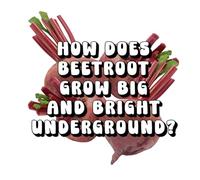 How Does Beetroot Grow Big and Bright Underground?