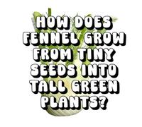 How Does Fennel Grow from Tiny Seeds into Tall Green Plants?
