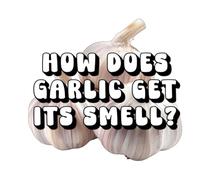 How Does Garlic Get Its Smell?