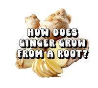 How Does Ginger Grow From a Root?