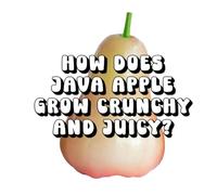 How Does Java Apple Grow Crunchy and Juicy?