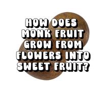 How Does Monk Fruit Grow From Flowers Into Sweet Fruit?