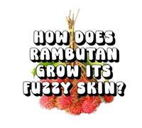 How Does Rambutan Grow Its Fuzzy Skin?