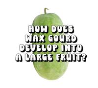 How Does Wax Gourd Develop Into a Large Fruit?