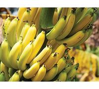 How Foods Spread around the World