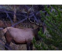 How to Archery Elk hunt with longbow with Remi Warren