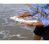 How to Fish the Foam- Light Tackle Surf Fishing | Part 2