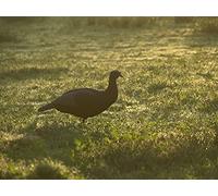 How to hunt Spring Turkey with Remi Warren