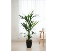 Howea Forsteriana 5Pp Pot Size 21 Cm Height 100 Kentia Palm Indoor Houseplant