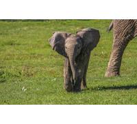 Howletts Wild Animal Park Day Tickets with Digital Adoption for four