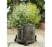 Howling Wolf Plant Pot Feet - Set Of 3