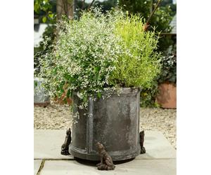 Howling Wolf Plant Pot Feet - Set Of 3