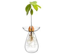 Hperu Avocados Seed Starter Vase, Clear Glass Avocados Vase Planter Hydroponic Plants Grow Pots Small Tree Growing Kit for Indoor Home Office Decoration