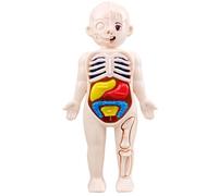 Hperu Human Body Model for Kids, 7x4 inch Anatomy Model with Detachable Organs, ABS No Burrs Science Educational Toy for Kids Over 3 Years Old, Anatomy