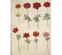 HRJUBWREE Classic Canvas Picture Art Canvas Print Modern Oil Painting Anemone Shining Anemone Coronaria by Hans Simon Holtzbecker Artwork on Wall for Home Decor 60x90cm