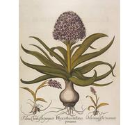 HRJUBWREE Classic Canvas Picture Art Canvas Print Modern Oil Painting Hyacinthus Stellatus by Basilius Besler Artwork on Wall for Office Decor 60x90cm