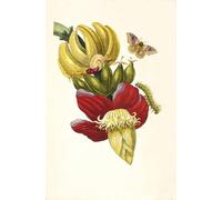 HRJUBWREE Classic Canvas Picture Art Canvas Print Modern Oil Painting Metamorphosis of Surinamese Insects by Maria Sibylla Merian Artwork on Wall for Home Decor 60x90cm