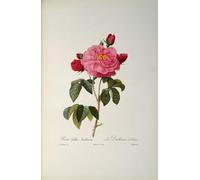 HRJUBWREE Classic Canvas Picture Art Canvas Print Modern Oil Painting Rosa Gallica Aurelianensis or the Duchess of Orleans by Pierre Redouté Artwork on Wall for Home Decor 60x90cm