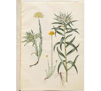 HRJUBWREE Famous Paintings Pictures Artwork Picture Helichrysum Orientale by Hans Simon Holtzbecker Photo Wall Print for Office Decor 60x90cm