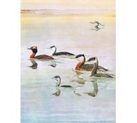 HRJUBWREE Famous Paintings Pictures Artwork Picture Illustration From the Natural History of Birds of Eastern by Louis Agassiz Fuertes Photo Wall Print for Home Decor 60x90cm